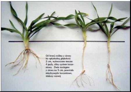 Od lewej roślina z siewu na optymalną głębokość 2 cm, wytworzone mocne 4 pędy, silny system korzeniowy   Dwie następne z siewu na 5 cm, powstało międzywęźle korzeniowe, słabszy rozwój