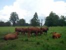 Zdjęcie 1: Angus Czerwony krowy z cielętami + buhaj