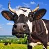 Jałówki cielne, krowy mleczne HF- Dania, Niemcy!