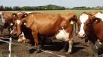 Zdjęcie 1: Jałówki cielne, krowy mleczne HF- Dania , Niemcy !!!