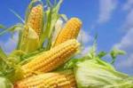 Zdjęcie 1: kupię  kukurydzę suchą