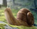 Zdjęcie 1: Skup ślimaków- Golden Helix