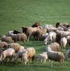 Zdjęcie 1:  Ukraina. Owce kozy miesne 140 zl/szt, jagniecina 3 zl/kg + 10tys.ha niekoszonych nieuzytkow do zagospodarowania pod fundusze, dotacji UE. Utworzenie gospodarstwa ekologicznego zajmujacego sie chowem 