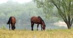 Zdjęcie 1: Ukraina. Ciezkie konie wlodzimierskie o duzej masie ciala w cenie zywca 3 zl/kg. Sprzedam, zamienie na maszyny, sprzet rolniczy rasy ogolnouzytkowe. Ulokowane w strefie rolno-lesnej sa zwierzetami bar