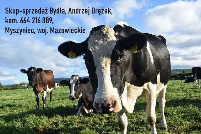 60813cc823e24 Skup sprzedaz Bydla Andrzej Drezek  kom  664 216 889  Myszyniec  woj  Mazowieckie 