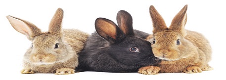 Logo Ferma królików rasowych 