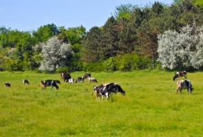 504a2dc0c92d7 Cows on pasture1752[1]