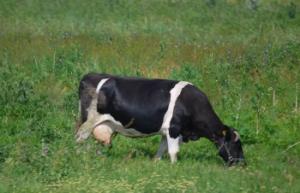 506c93257e7e7 Cow on pasture1342[1]