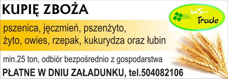 kupię pszenżyto- skup pszenżyta